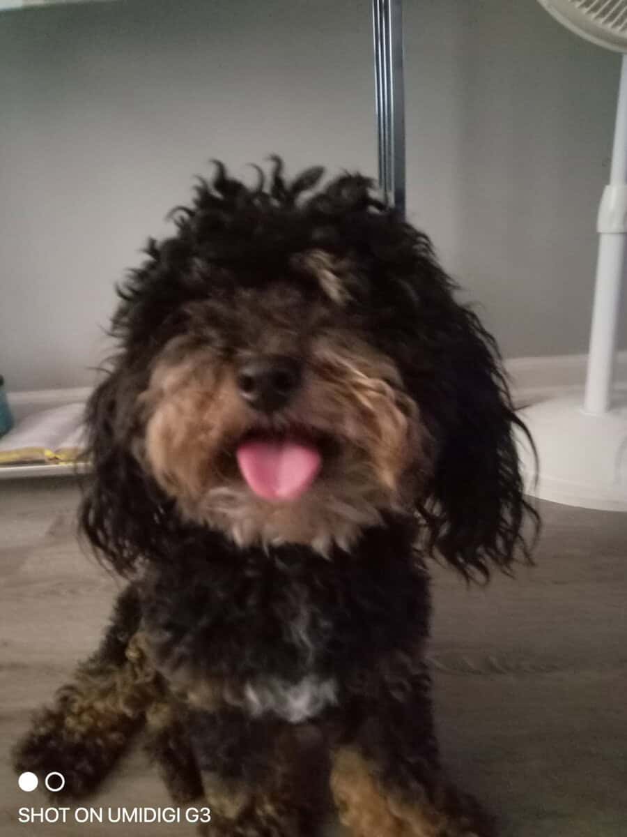 Purebred Miniature Poodle available for rehoming image 3