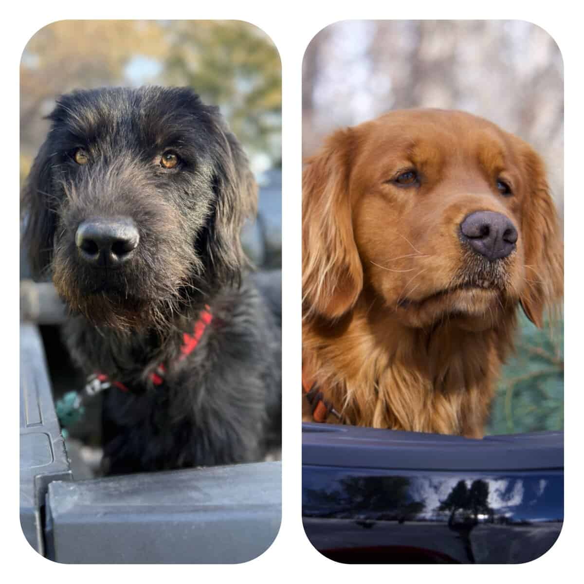 Golden Labradoodle Mix Puppies image 1