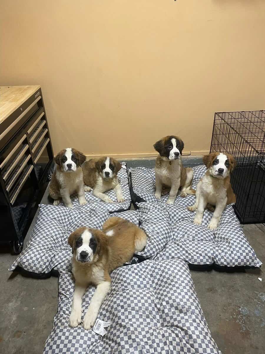 Saint Bernard puppies image 1