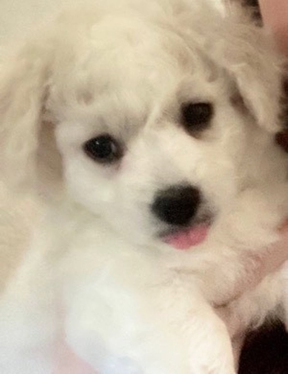 Rehoming Maltipoo, Clara image 4