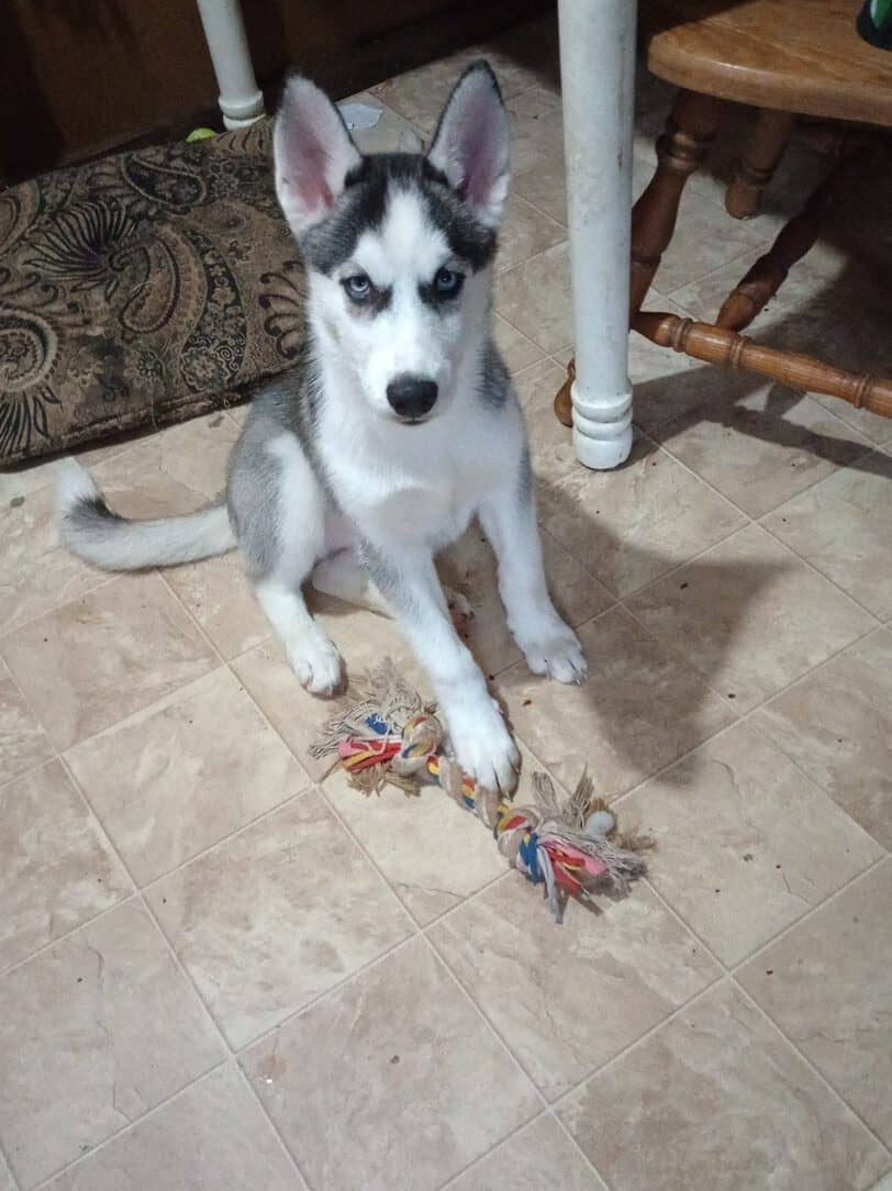Siberian husky puppies image 4