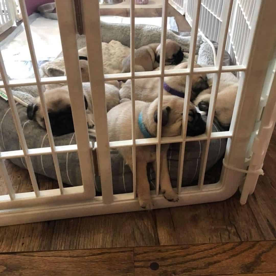 Male and female pug puppies for adoption image 2