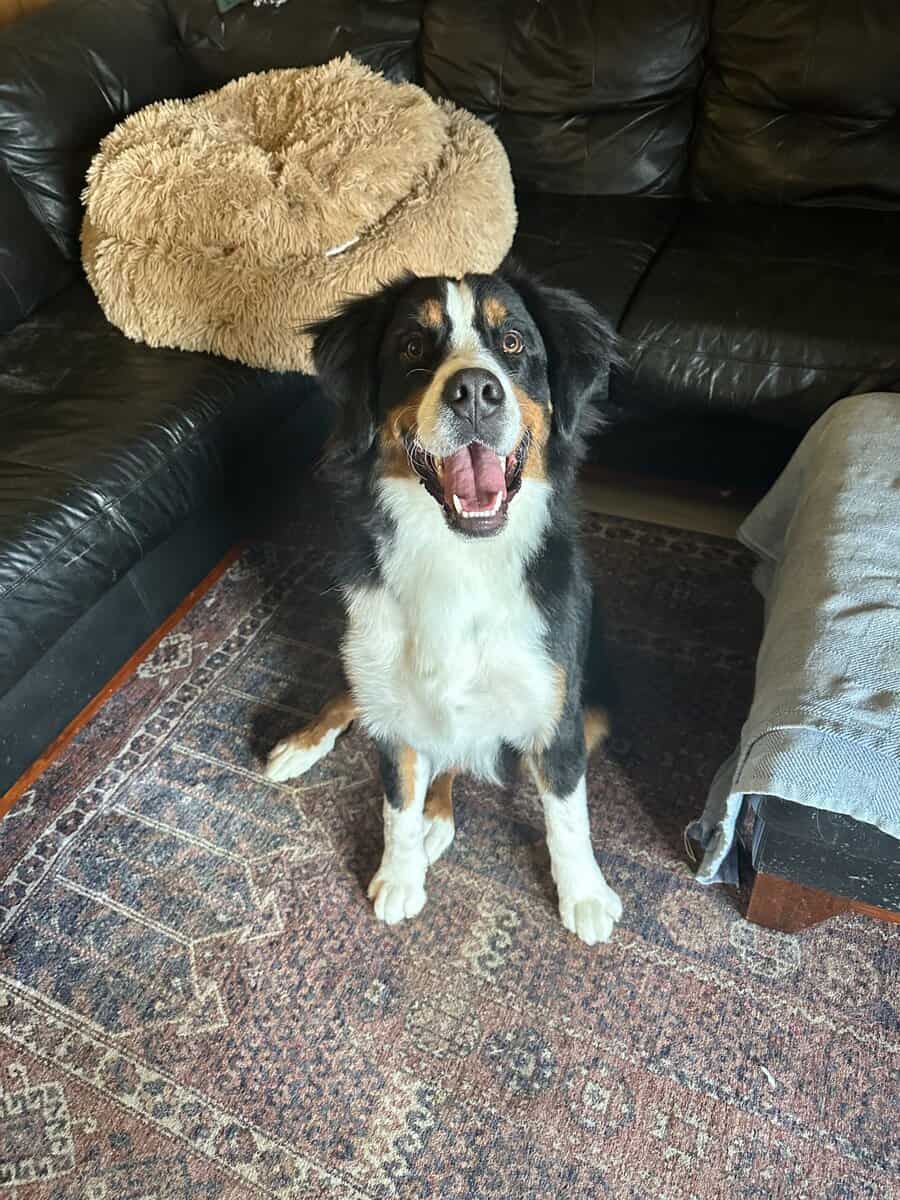 PURE BRED BERNESE MOUNTAIN DOG image 1