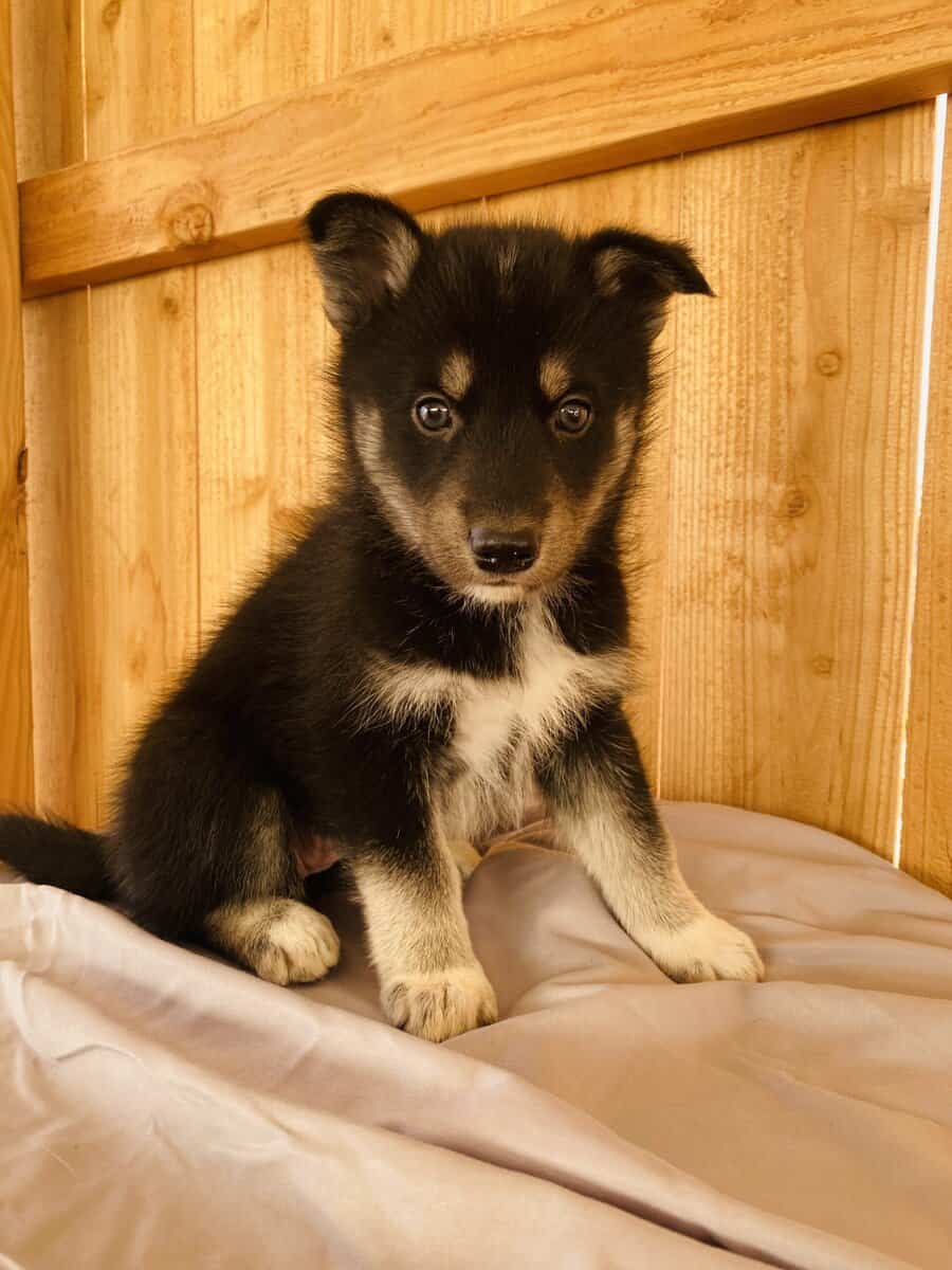 Husky Puppies image 6