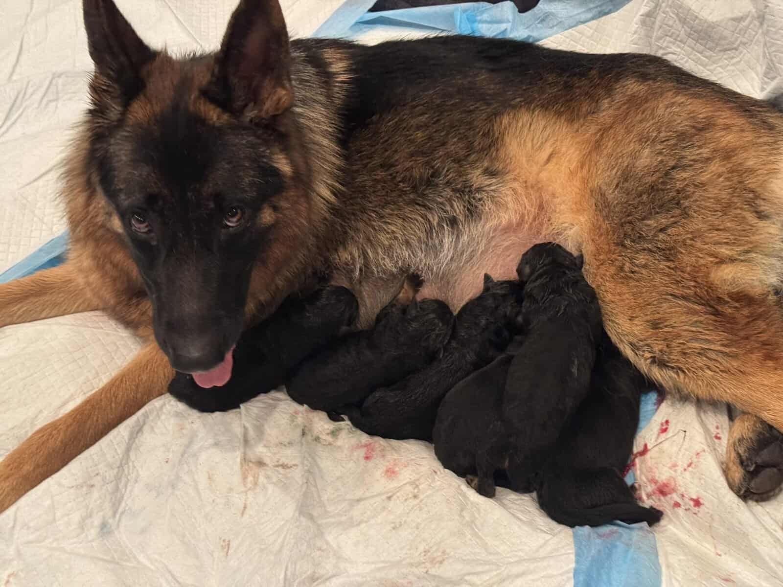 AKC GERMAN SHEPHERD PUPPIES-- CLASSIC DOB: 1/2/26 image 1