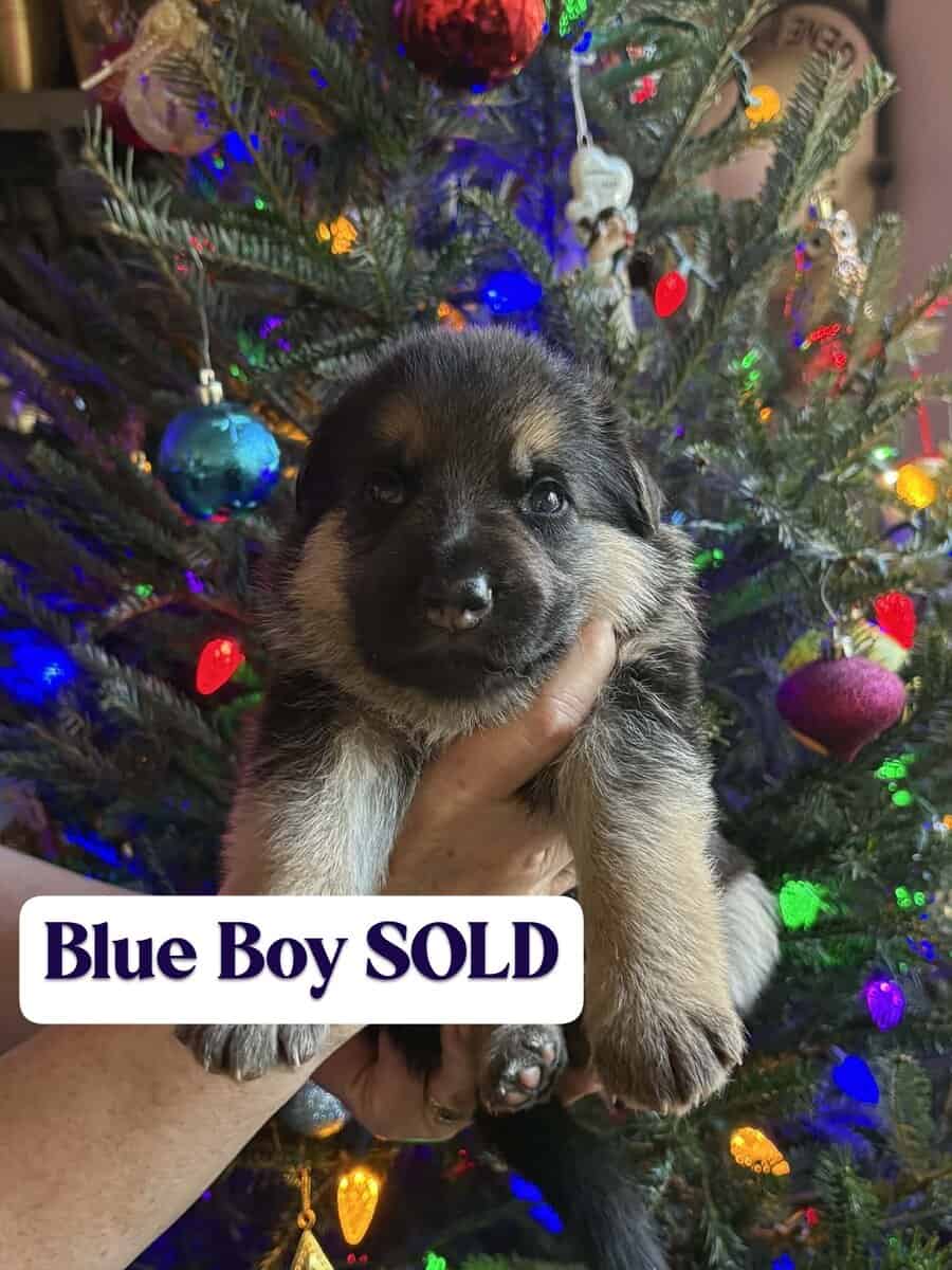 AKC German Shepherd Puppies image 5
