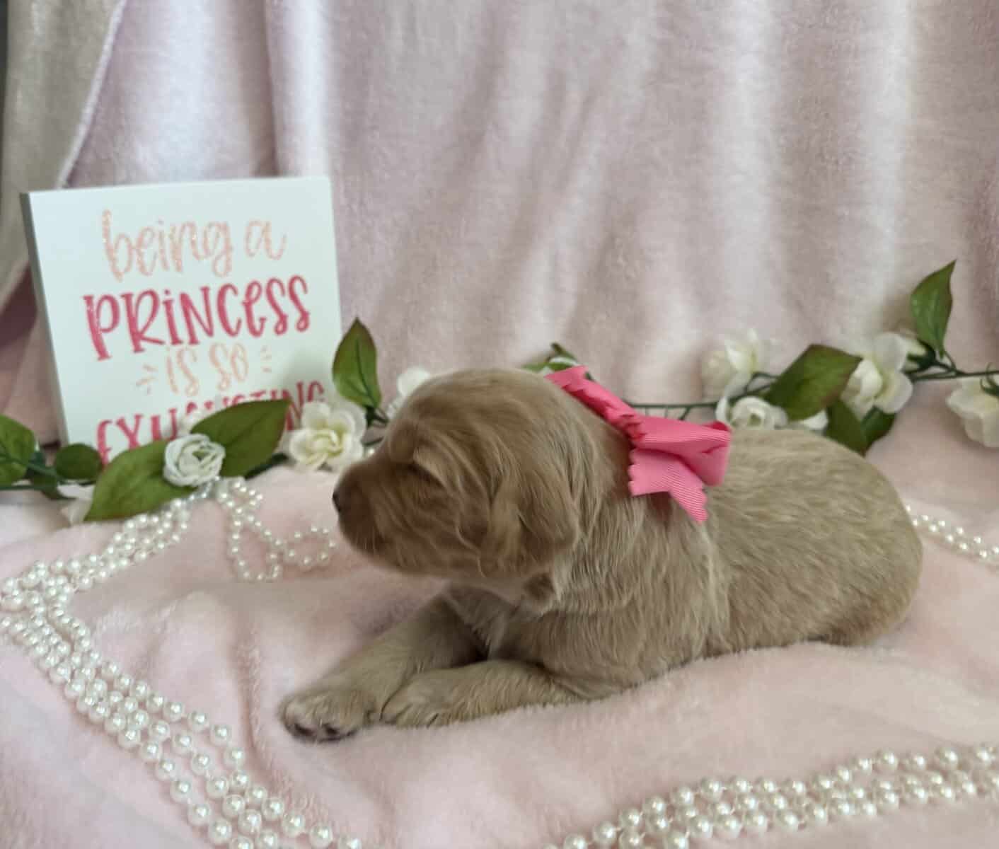 Goldendoodle puppies image 1