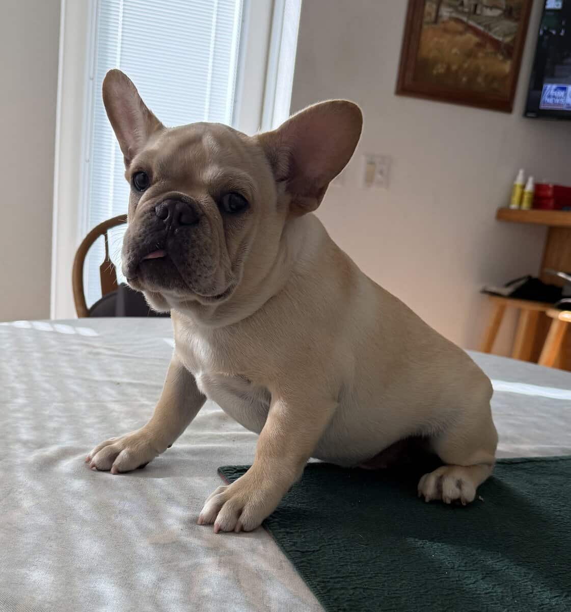 female French bulldog fawn 6 months old image 3
