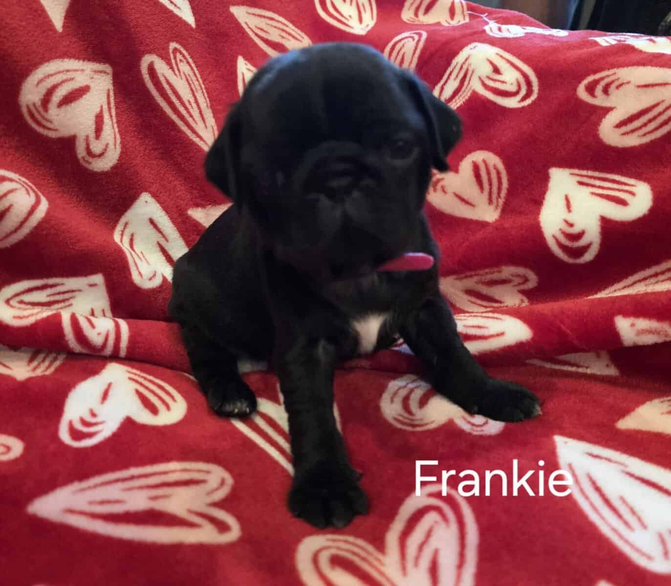 Pug puppies image 5