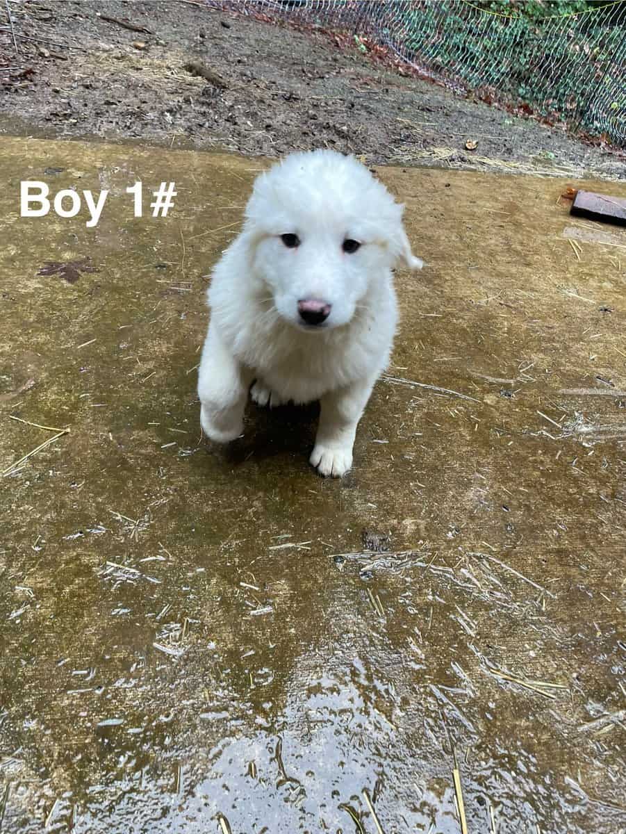 Great Pyrenees puppies image 3