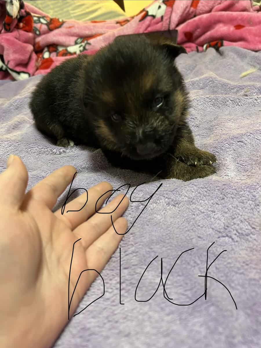 German Shepherd puppies image 9
