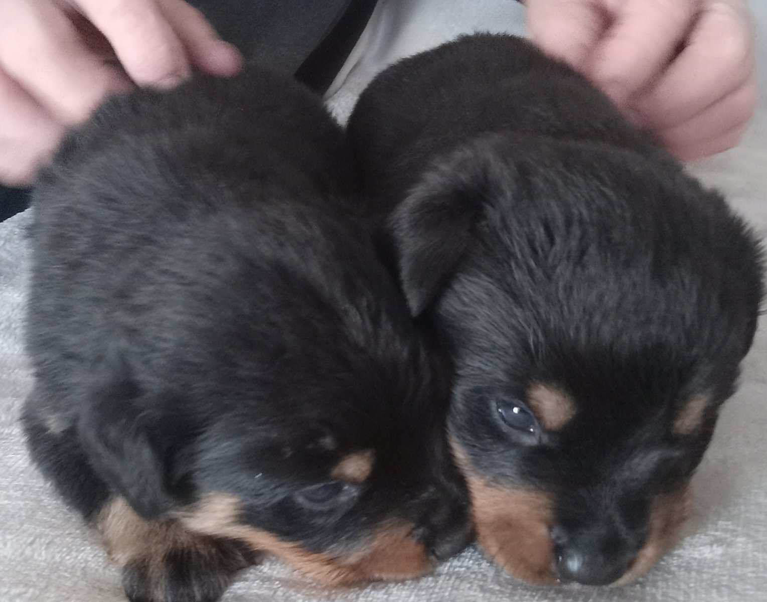 Rottweiler Puppies Looking for Forever Home image 1