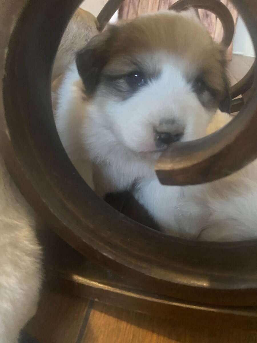 Great pyrennese puppies image 8