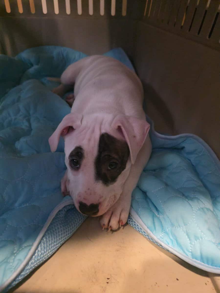 pitbull puppies image 1