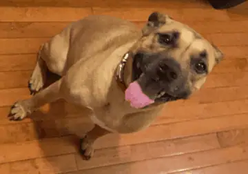 Seeking Forever Home for Sweet Pit Mix