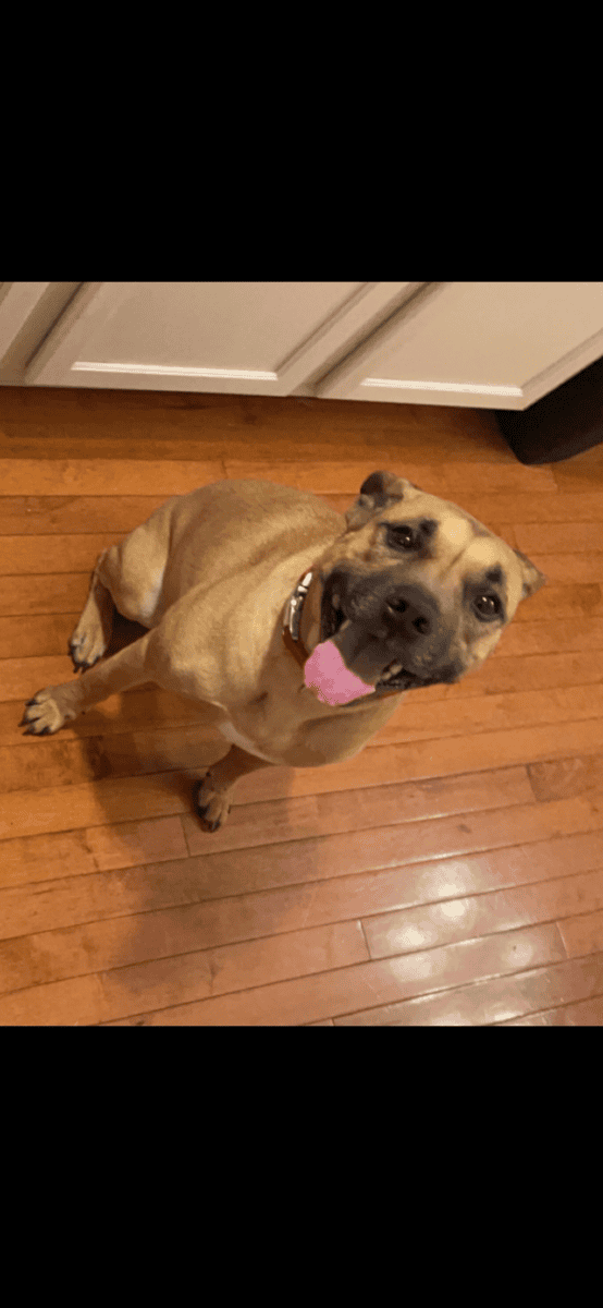 Seeking Forever Home for Sweet Pit Mix image 1