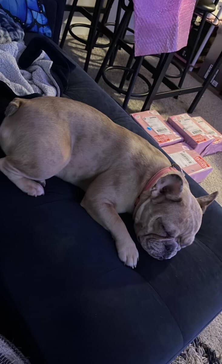 Selling our beautiful 3 year old French bulldog image 2