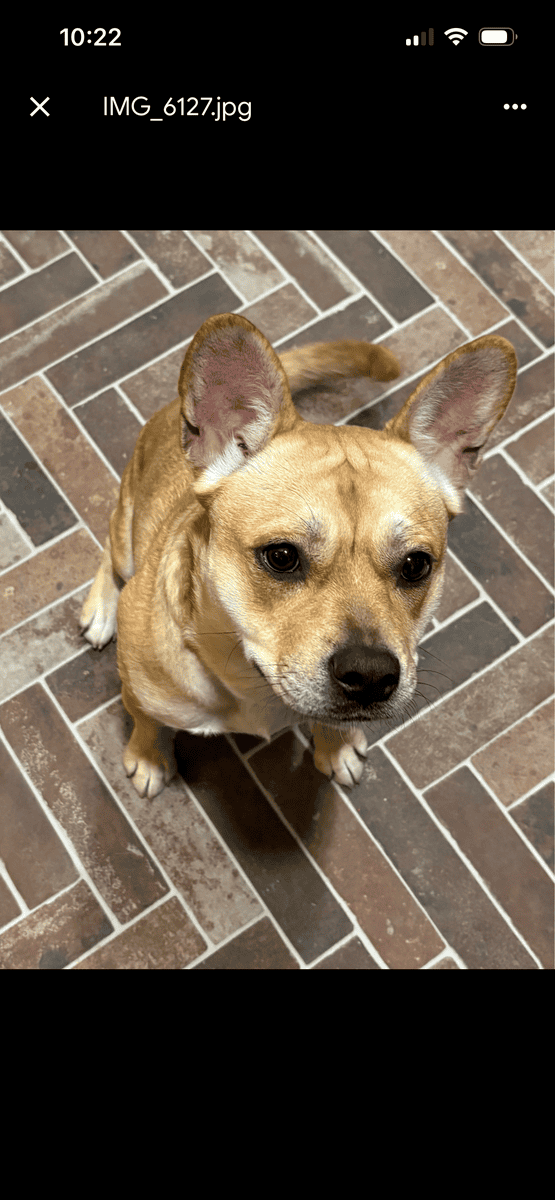 Meet Evie- Adorable, fun Frenchie mix seeking home image 2