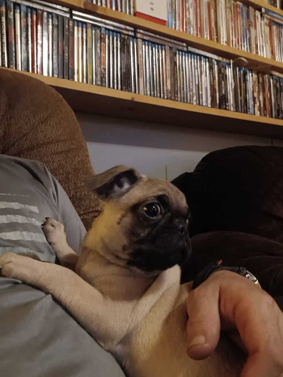 Pug puppies image 6