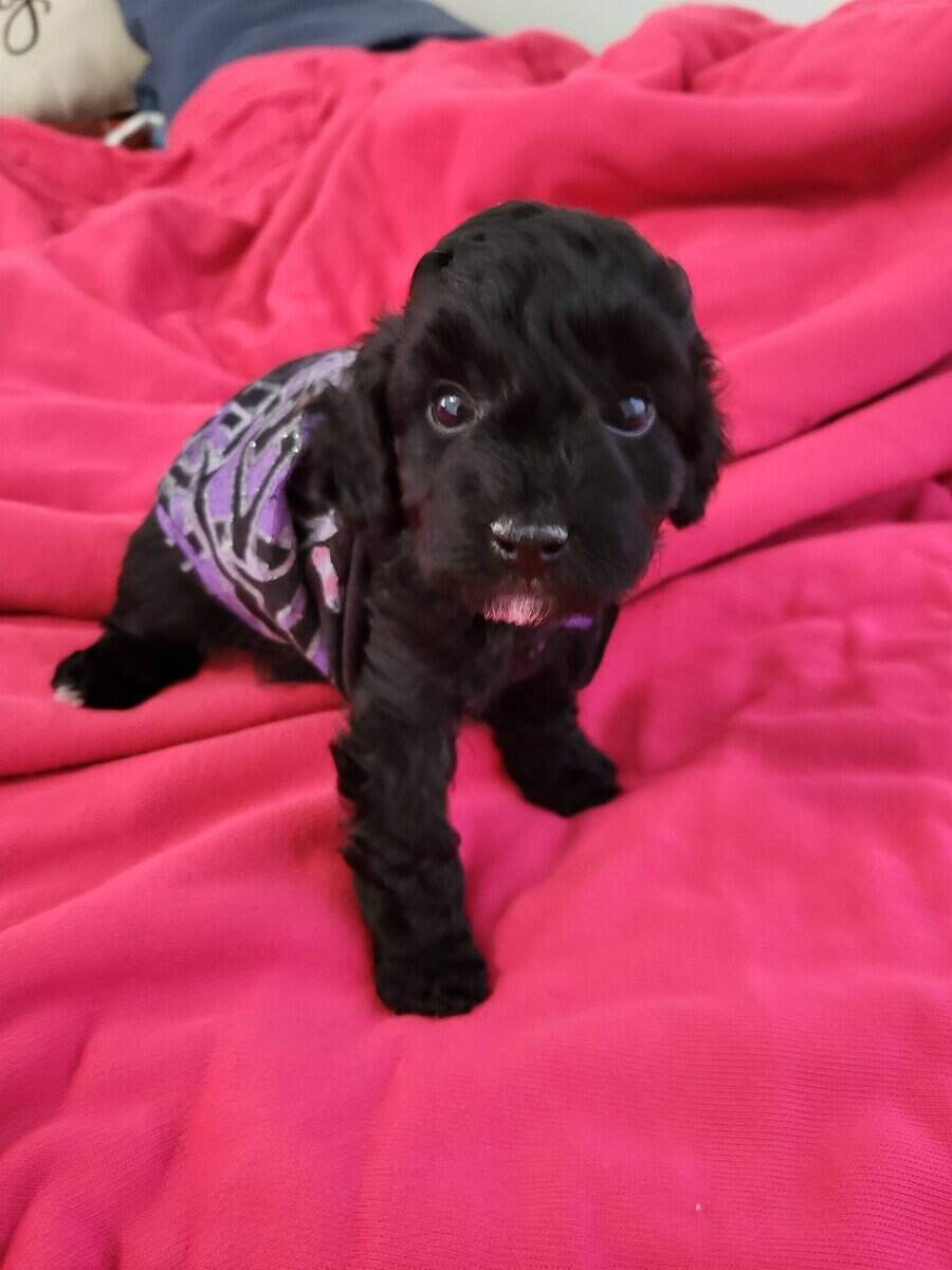 Toy Poodle puppies image 1