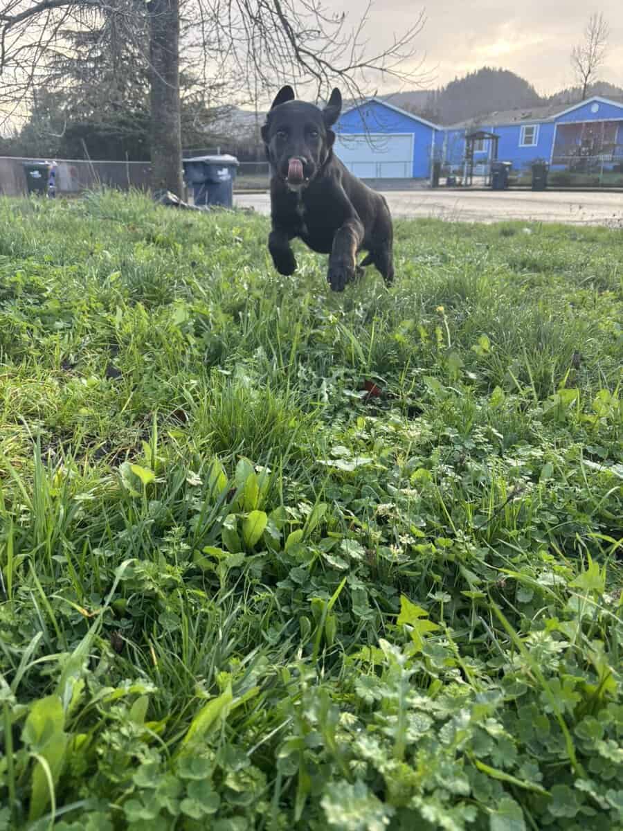 Belgian/Lab Mix Puppy image 3