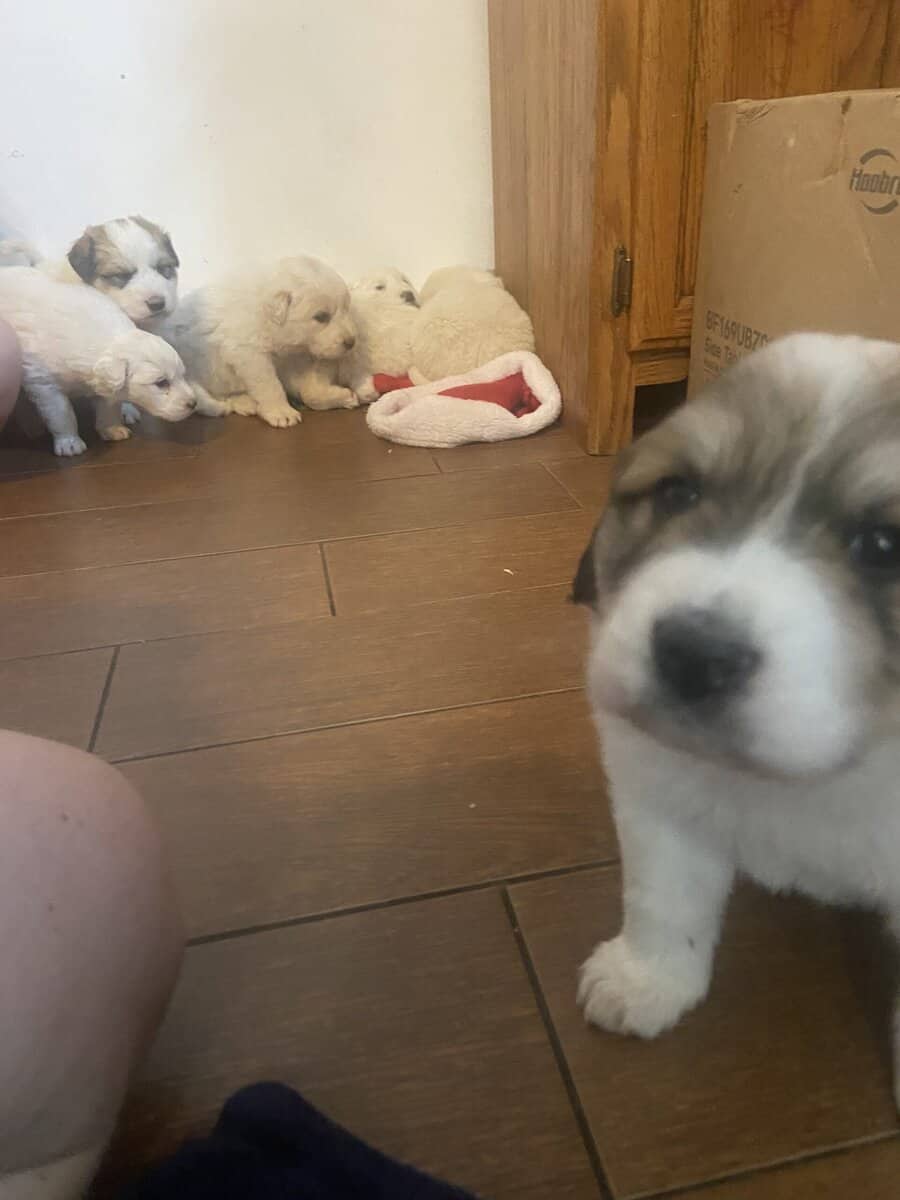 Great pyrennese puppies image 4