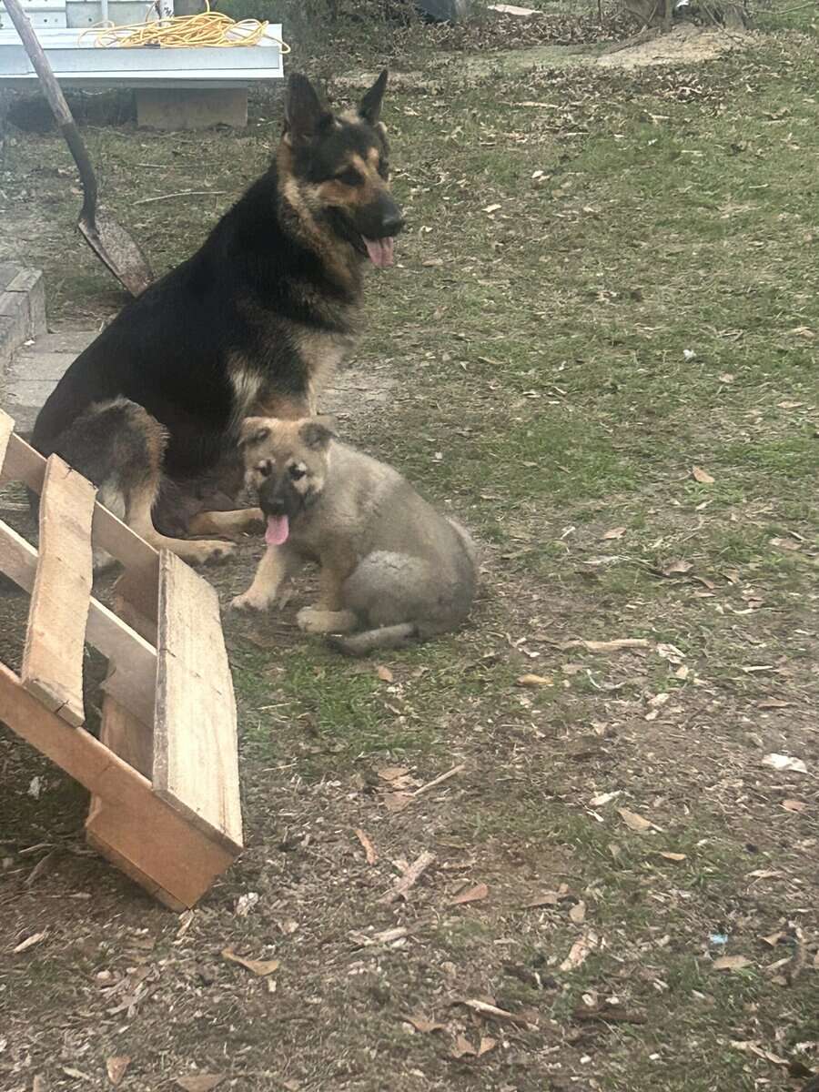 German Shepherd Puppies image 14