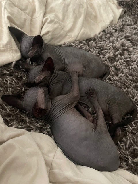 Sphynx Kittens image 3