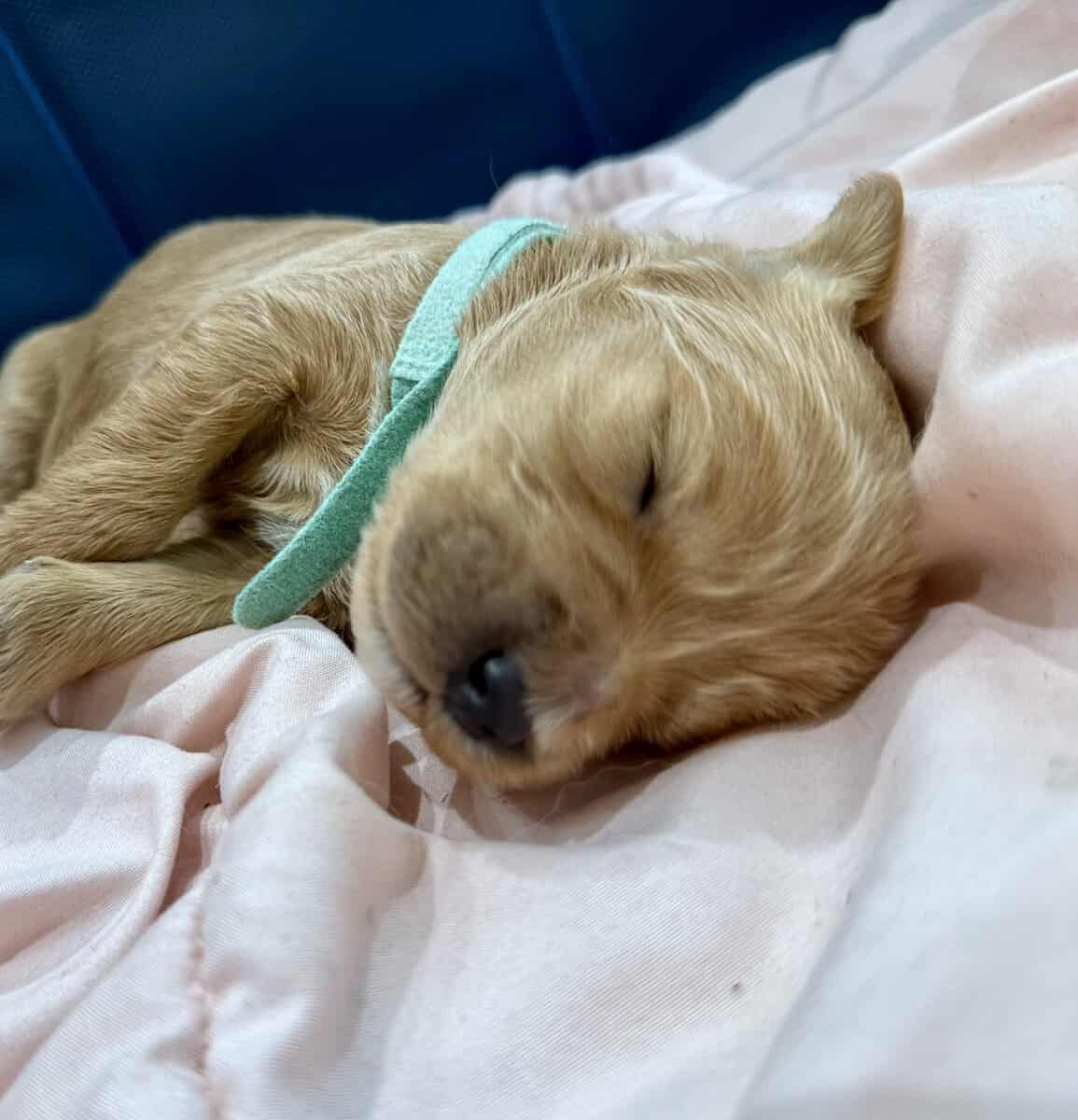 Goldendoodle Puppies - Super Cute! image 7