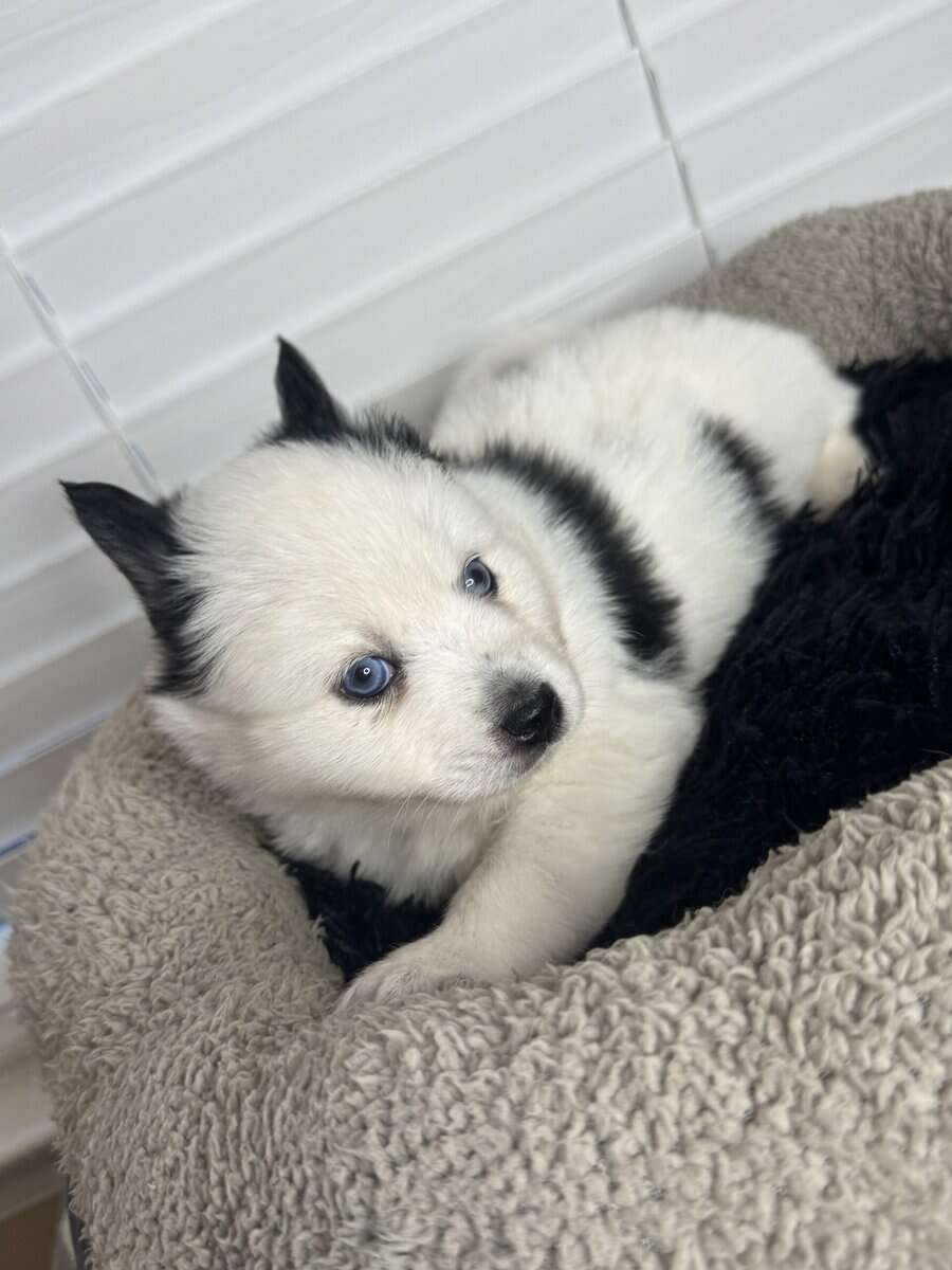 Pomsky puppies image 5