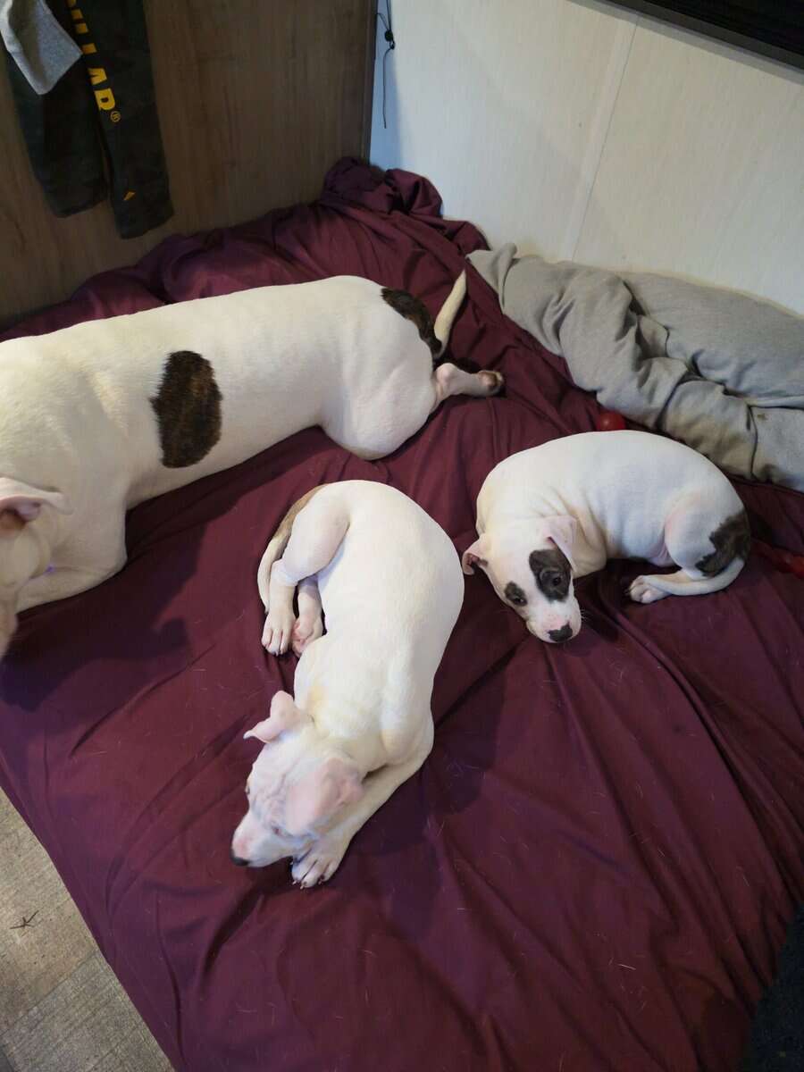 pitbull puppies image 5