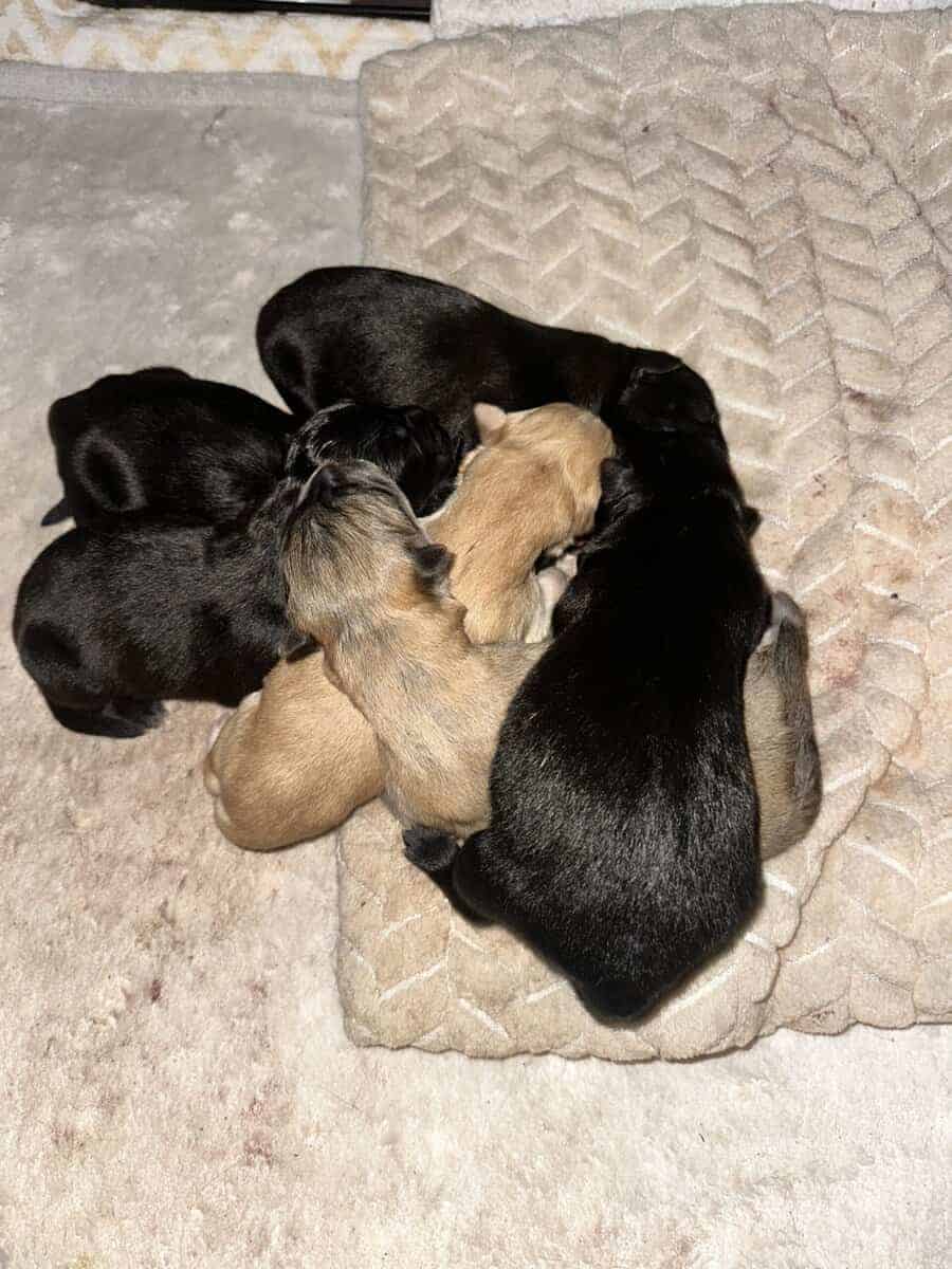 German Shepherd/Husky & Chow Chow Mixed Breed Pups image 1