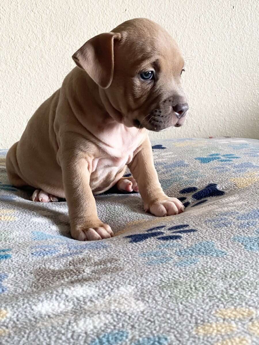 American bully pups looking for rehoming image 1