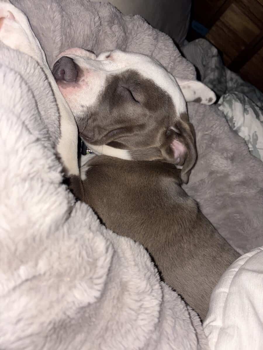 4 month beautiful American Staff Terrier image 2