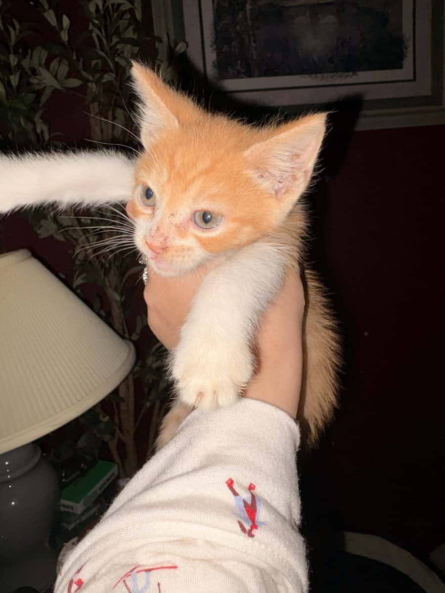 FREE KITTENS image 1