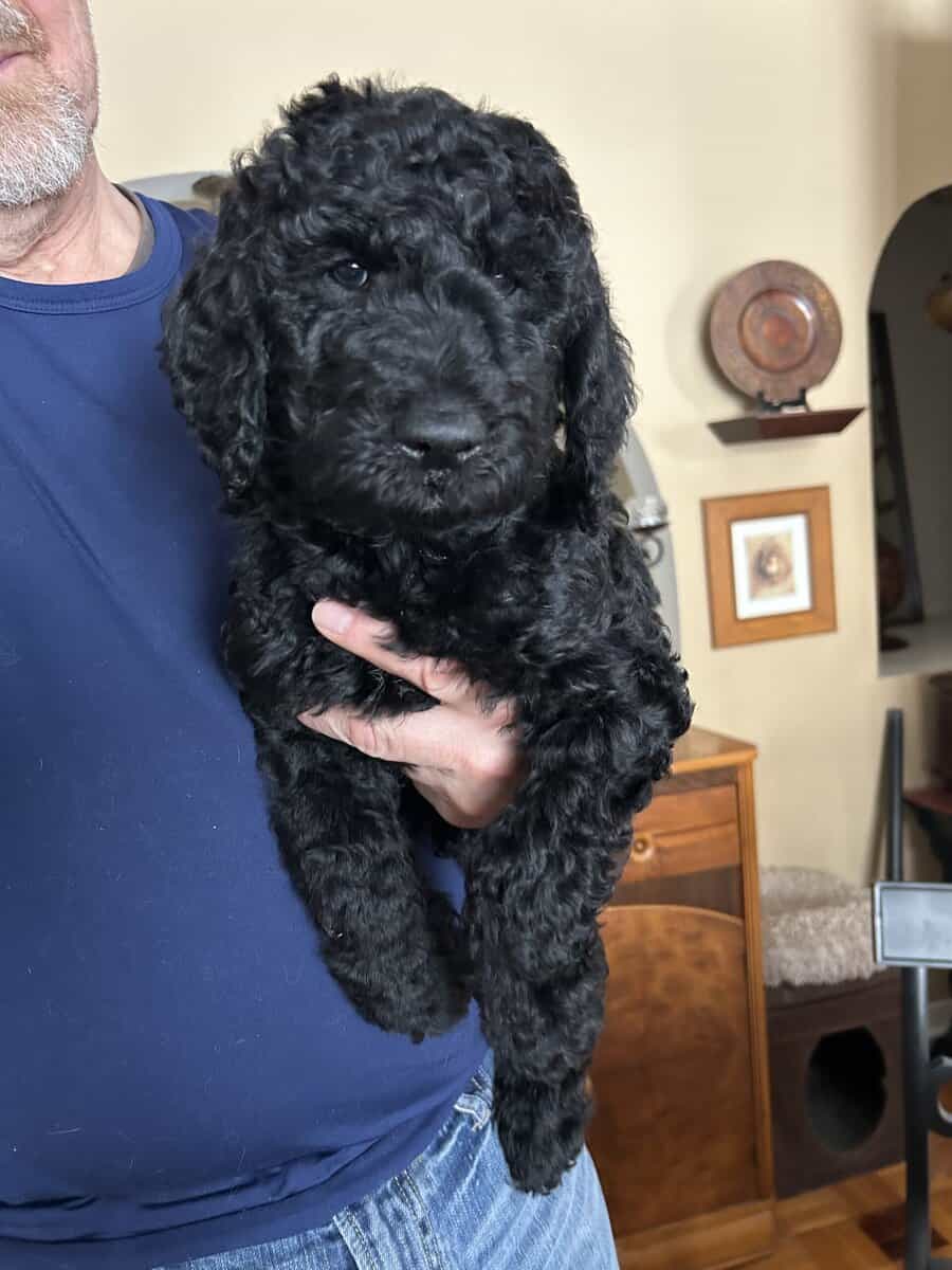 Beautiful Goldendoodle puppies image 5