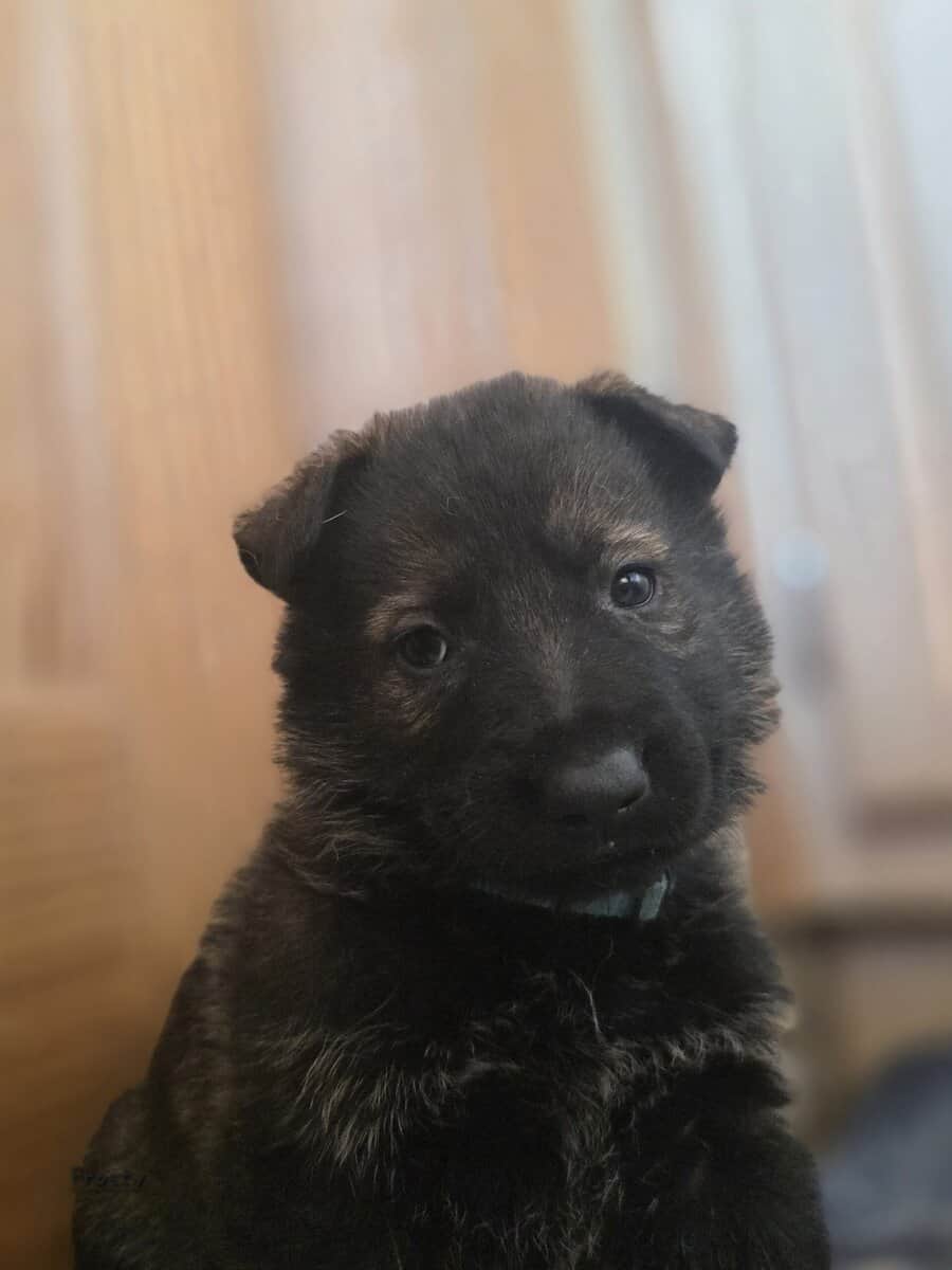 German Shepherd Puppies image 2