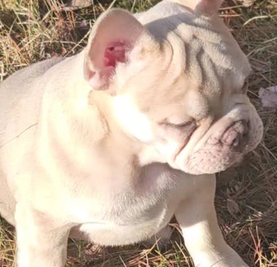 French bulldogs puppies image 13