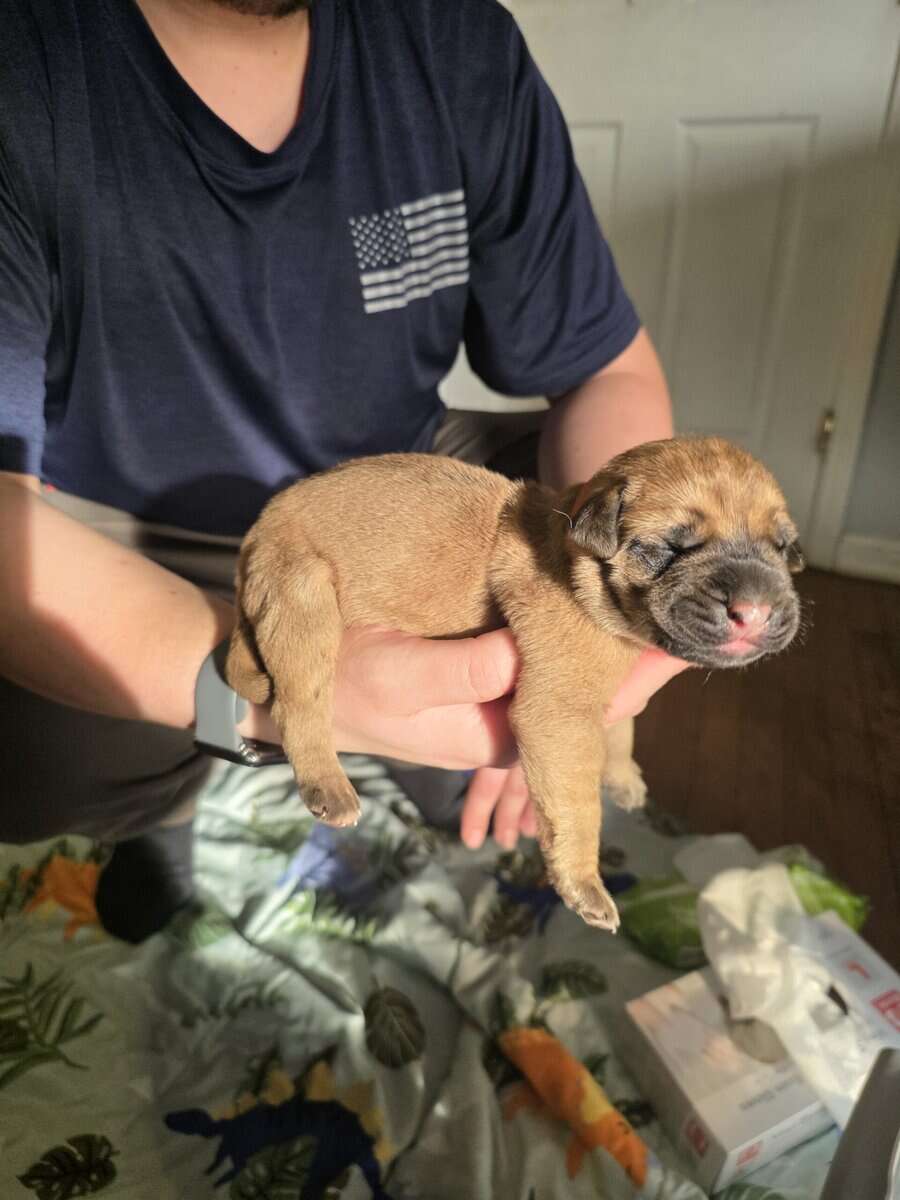 English mastiffs puppies for sale image 3