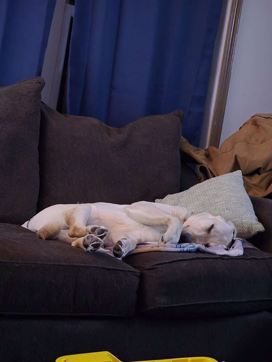Rehoming skye image 3