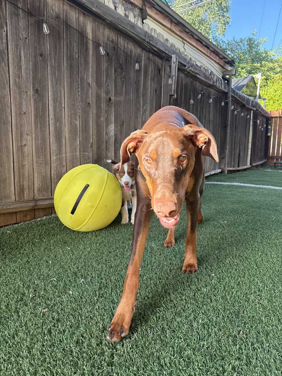 Rehome sweet Doberman image 5