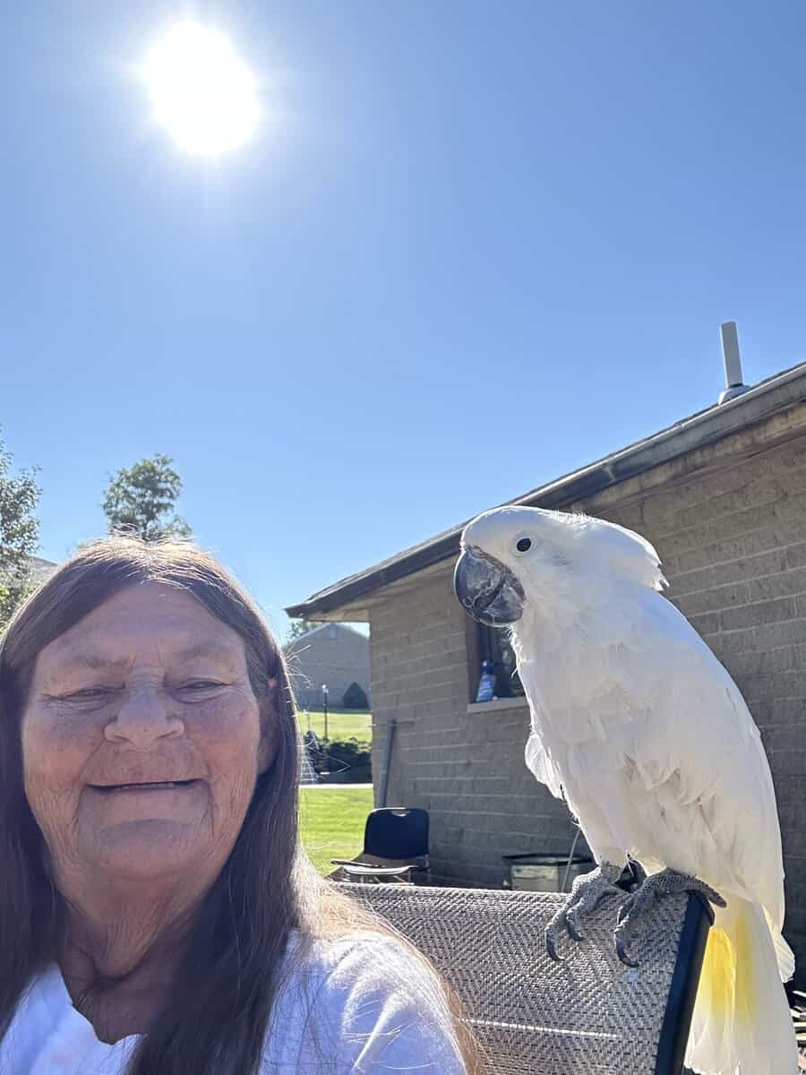 15 year old male umbrella cockatoo image 15