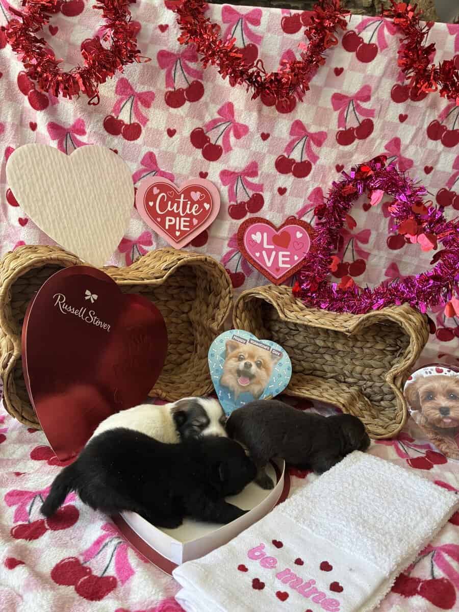 Browns Pomeranian pups image 2