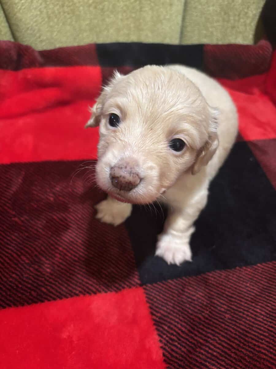Beautiful English cream long hair puppies for sale image 4
