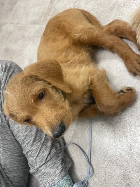 Doodle puppies ready for furever homes. image 11