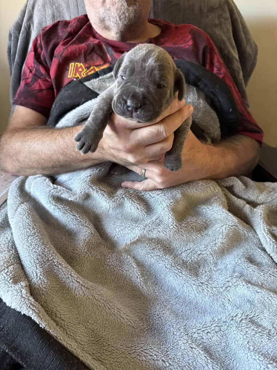 Corso Puppies image 4