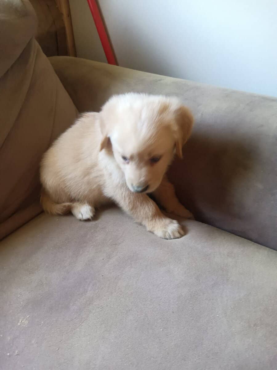 Golden retriever puppies image 1