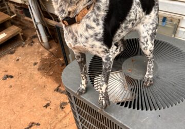 5 Yr Female Blue Heeler