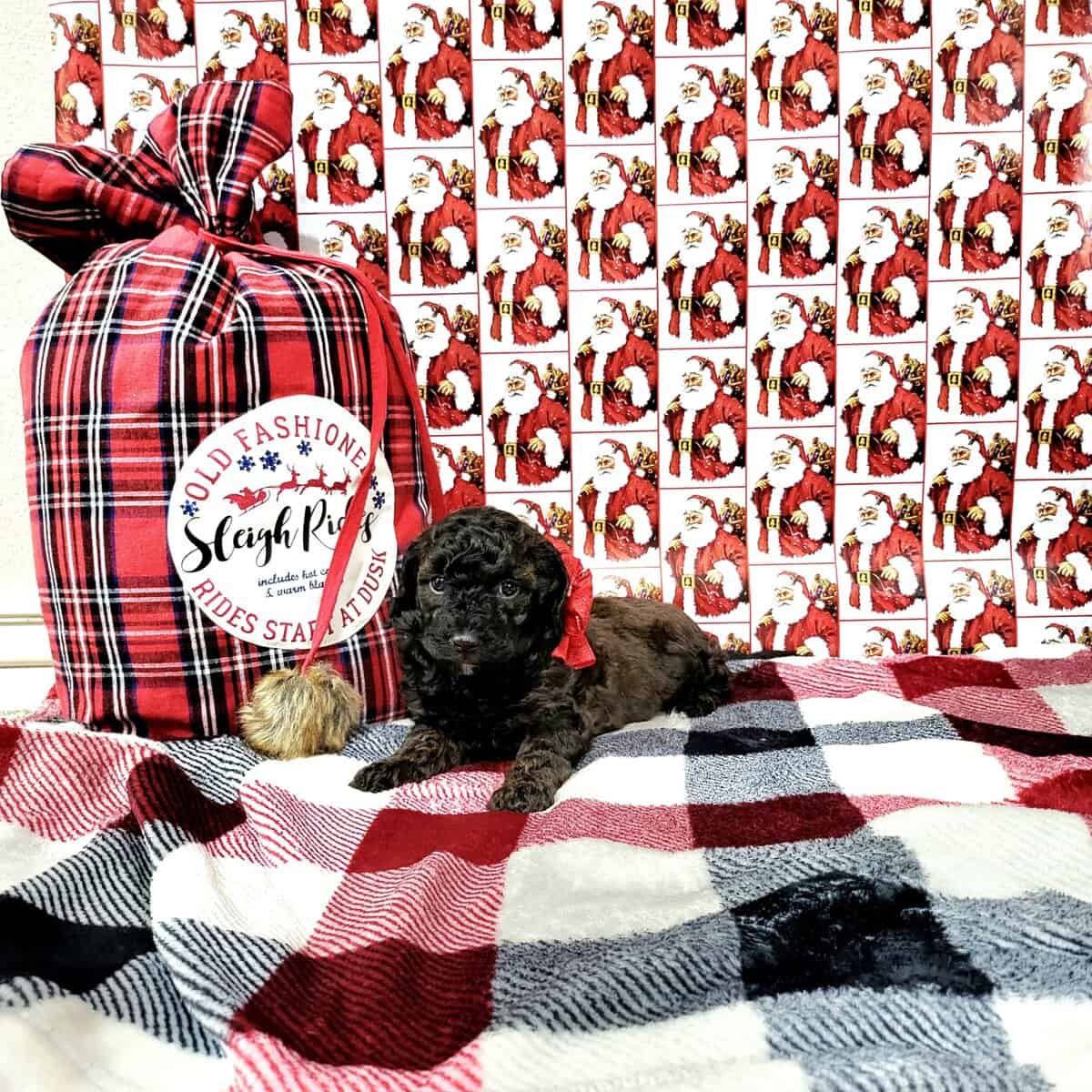 Mini Goldendoodle Puppies image 3