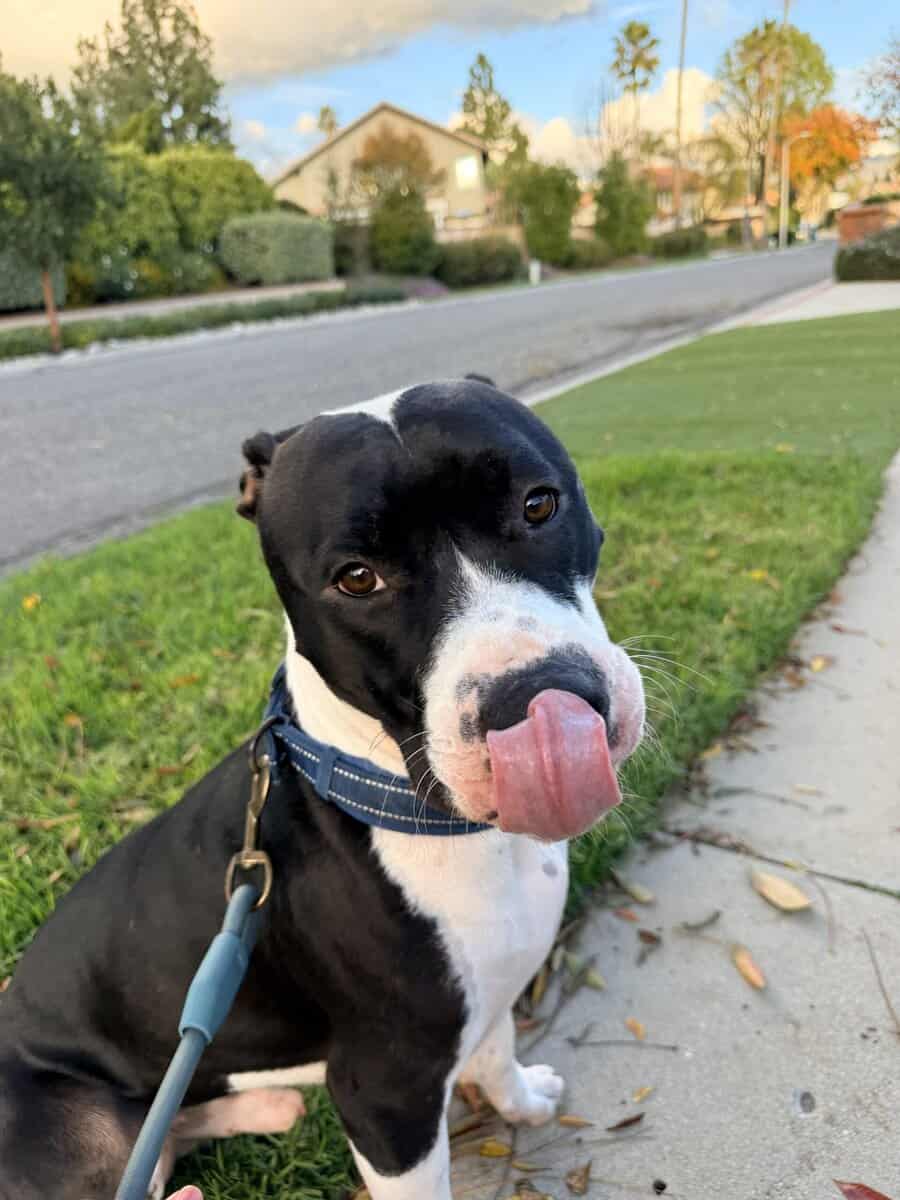 Ace Needs A New Home image 3